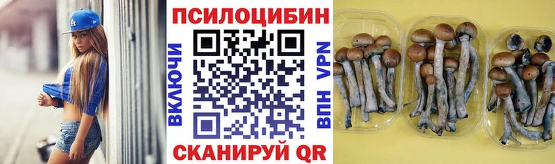 Псилоцибиновые грибы Psilocybine cubensis  Лесосибирск 